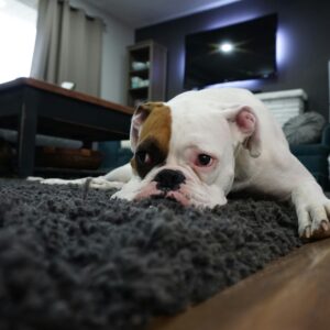 Charming bulldog resting on a cozy rug in a stylish living room setting.
