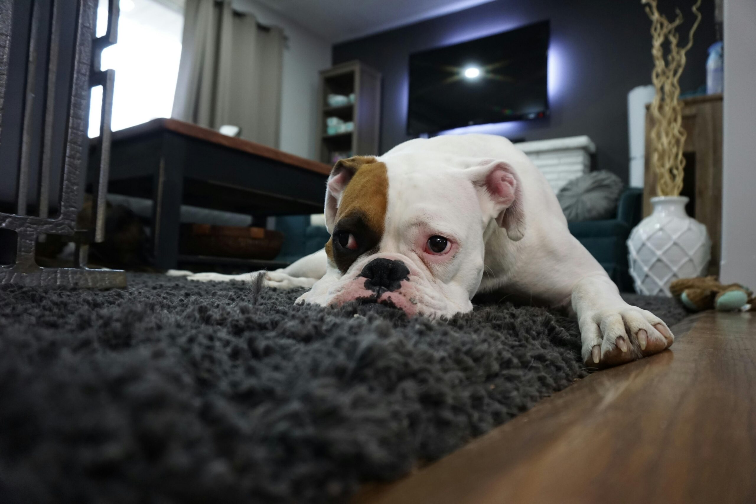 pexels photo 164446 164446 Charming bulldog resting on a cozy rug in a stylish living room setting.